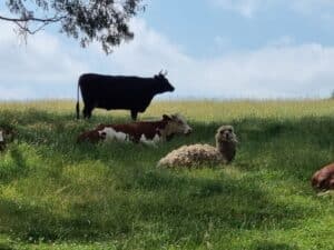 cattle in a green paddock under a tree on the Korumburra rail trail