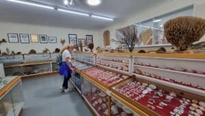 observing the sheels in the display case at Inverloch Shell museum