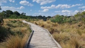 board walk through native marshland at Townsned Bluff walking trail