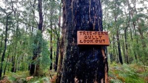 a sign on a tree Mirboo North Lyrebird walk