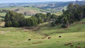 a country scene of green paddocks along grand ridge road