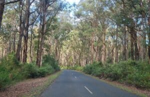 grand ridge road with tall trees along side of road