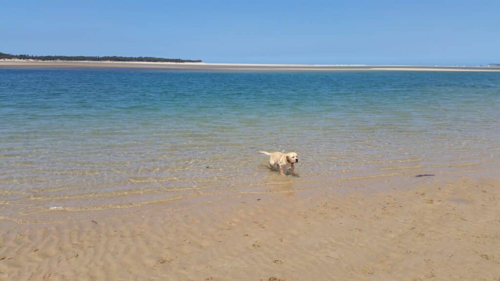 golden labrador dog playing in the shallow waters of Inverloch dog beach