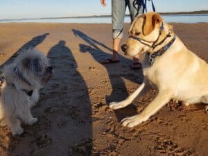 Oliver the dog meeting another dog on the beach in Inverloch