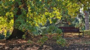 a wooden seat in park under a tall tree in Botanical gardens in Korumbuura