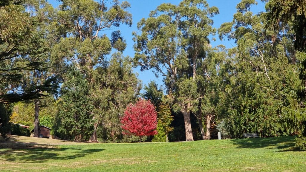 green lawns and trees featring a red leaf tree in the background