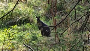 wallaby in scrub