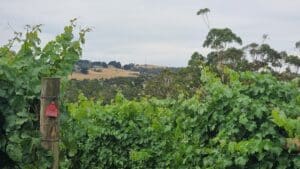 vines overlooking the hills at Gippsland Wine Company