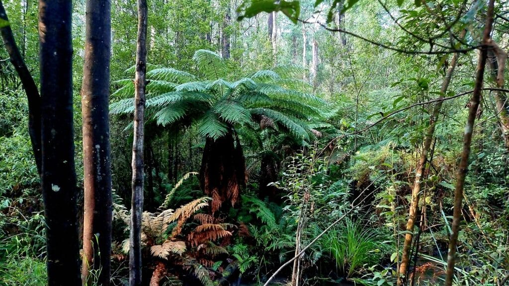 ferns in Lyrebird Walk Mirboo North