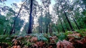 tall trees in Lyrebird Walk Mirboo North