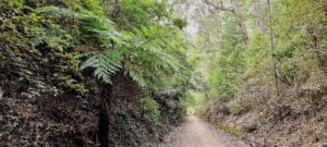 walking track with ferns and tall trees