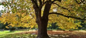 large deciduous tree in Mossvale park