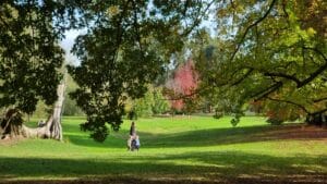 expansive lawns in mossvale park