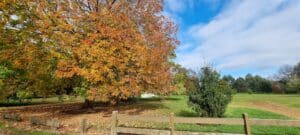 large deciduous tree dispplays orange leaves