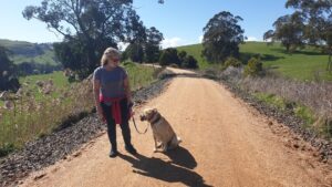 on the Korumburra rail trail with my golden Labrador