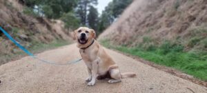 golden Labrador on the Korumburra rail trail