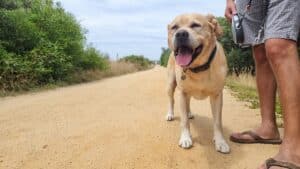 close up of golden labrador Oliver on the Rail Trail