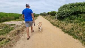 walking a labrador along the bass Coast Rail Trail in Kilcunda