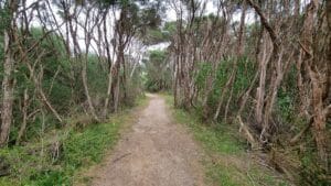 Roy henderson trail