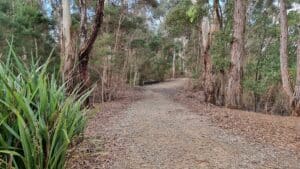 Leongatha wetlands trail trees and brushby