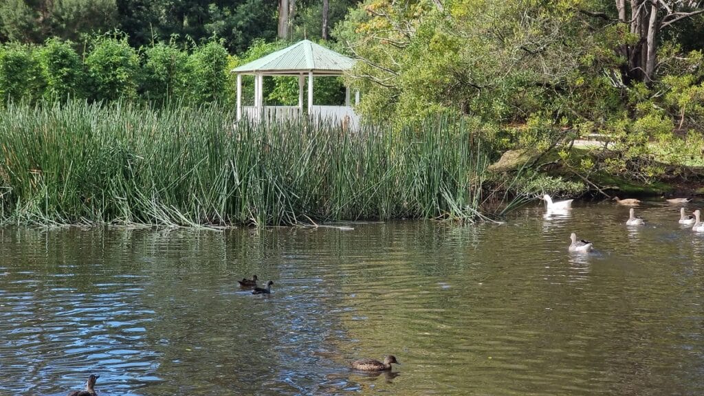 Leongatha wetlands looking over the lake wth rotunda in the background