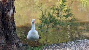 white goose on Leongatha wetlands