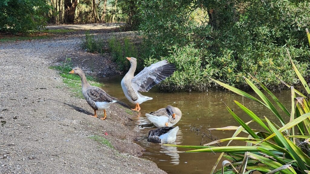 geese at leongatha wetlands