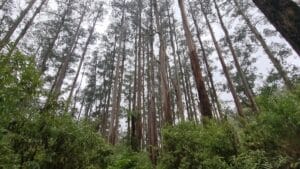 mountain ash trees at Tarra Bulga national Park 1