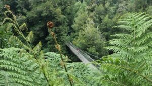 the suspension bridge at Tarra Bulga national Park 1