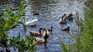 ducks and geese at Leongatha wetlands