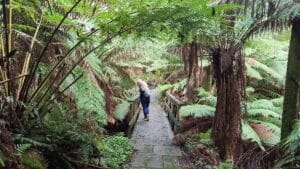 wandering through the lush mount worth state park