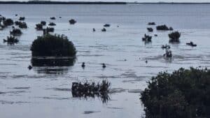 ducks at old settlement beach Port Albert