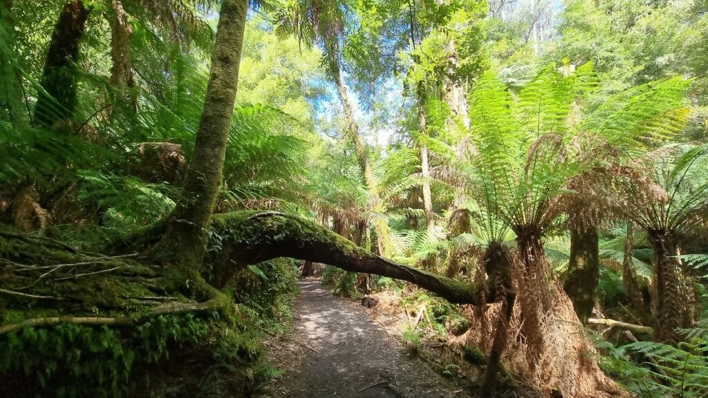 a bended fern across the trail in tarra Valley