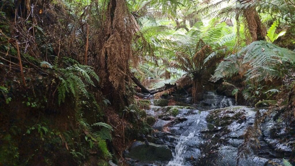 a small running fall in Tarra Valley