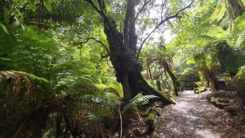 ferns galore in Tarra Valley