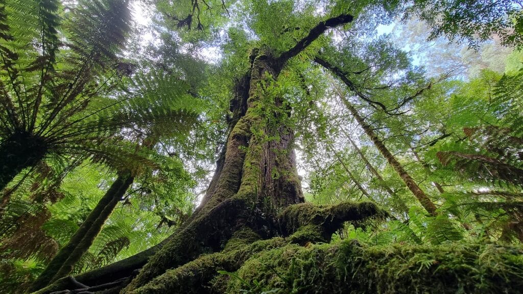 myrtle beech tree covered in moss and ferns all around i Tarra Valley national Park