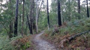 Lyrebird forest walk