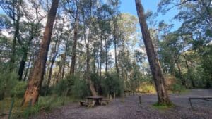 tree forest in Lyrebird forest walk