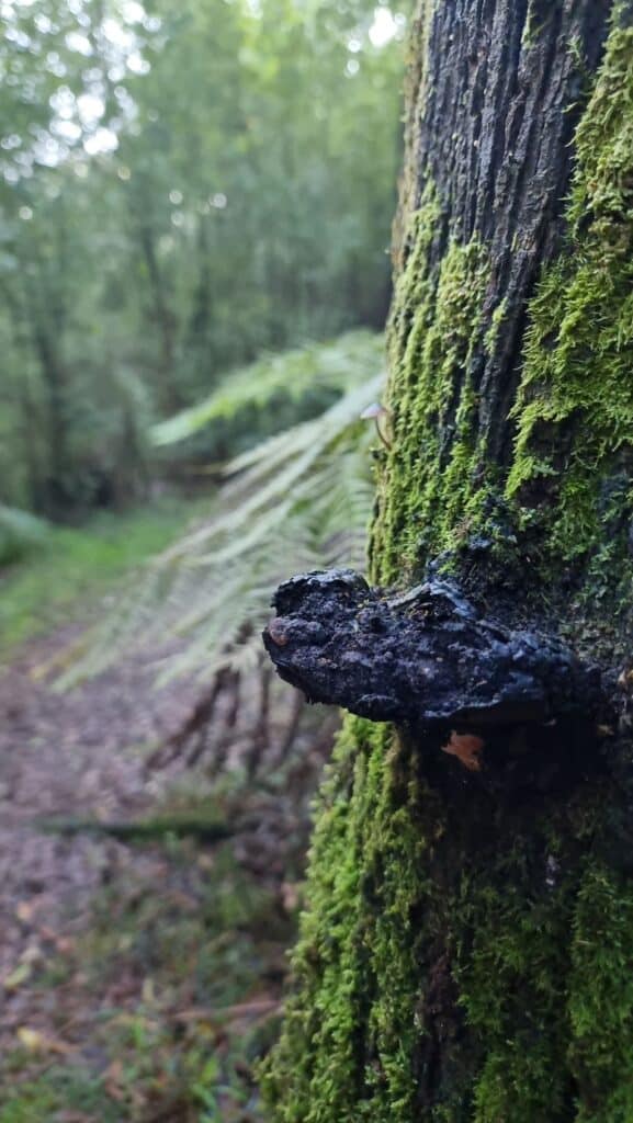 a mossy tree