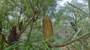 banksia on Lyrebird forest walk