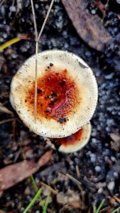 mushroom lyrebird forest walk