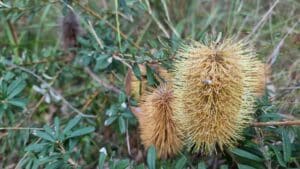 banksia on Lyrebird forest walk