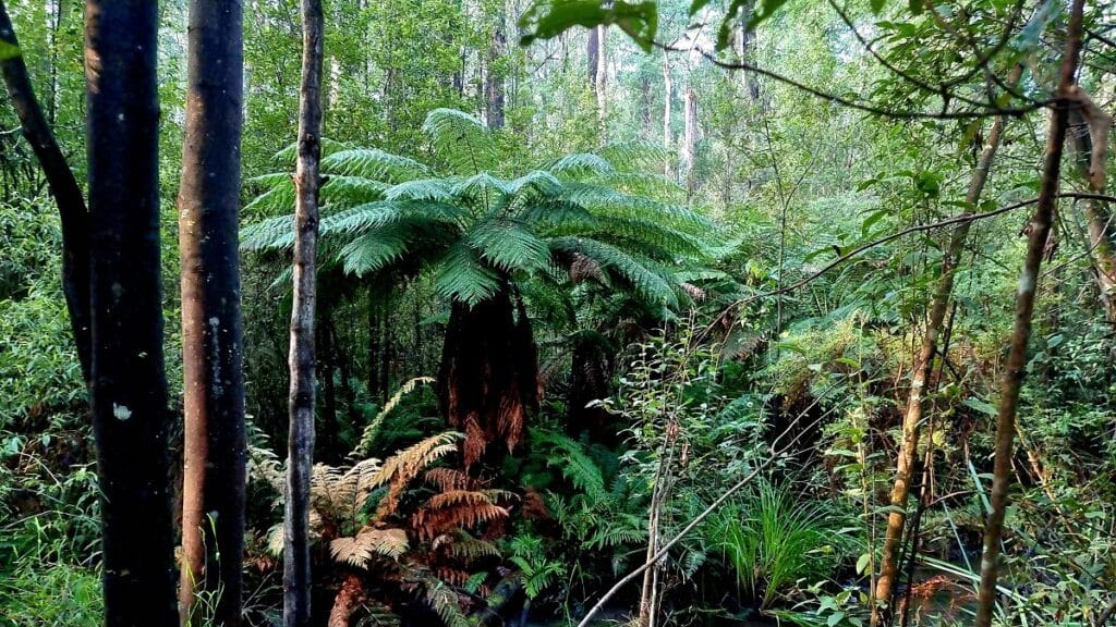 a tall fern among the forest at Lyrebird Forest walk