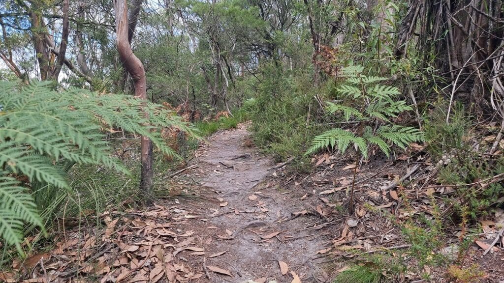 trail at Mount Nicoll Lookout