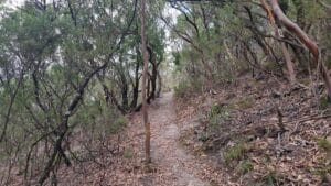 trail at Mount Nicoll Lookout 