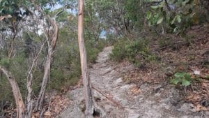 trail at Mount Nicoll Lookout 