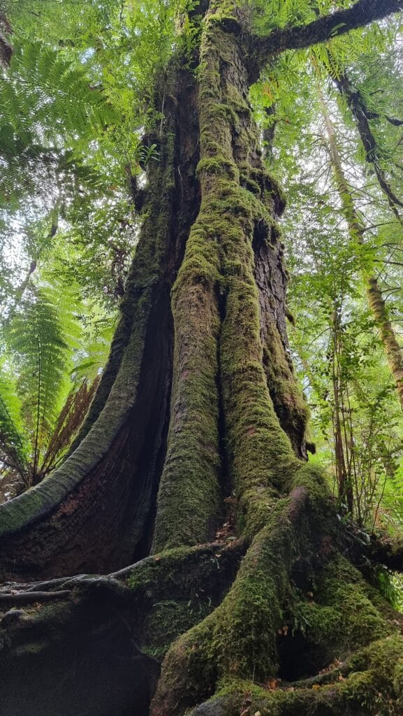 a tall mossy tree in Tarra Bulga National Park