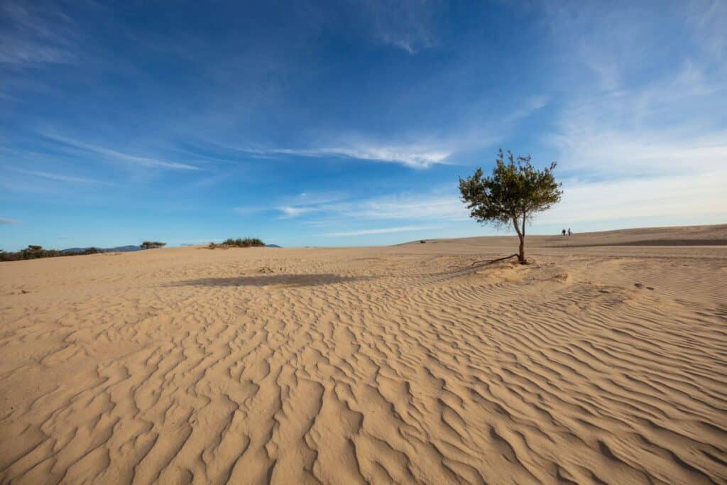 sand dunes in the Big Drift at Wilsons Promontory national Park - things to do in Gippsland