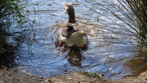 a goose at Leongatha Wetland