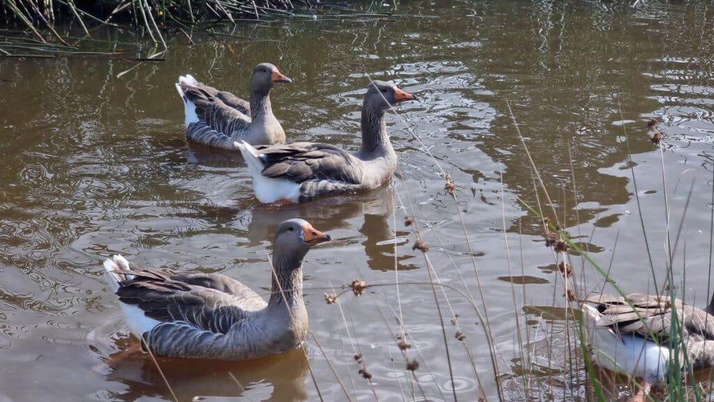 Leongatha Wetland geese